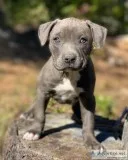 Lovely pitbull puppies