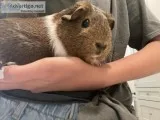 Two Guinea Pigs - free