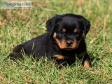 Adorable Rottie puppies