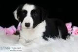 Panda Female Border Collie