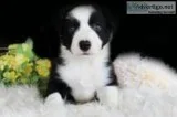 Benji Male Border Collie