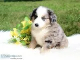 Knight Male Australian Shepherd
