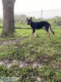 German shepard