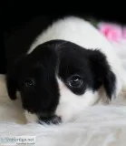 Cruella Female Border Collie