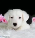 Moon Female Border Collie
