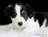 Cookie female Border Collie