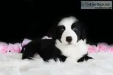 Tootsie Female Border Collie