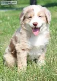 Ronnie Male Australian Shepherd