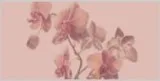 Maid Services Toronto  Orchidhousekeeping.c om