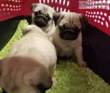 Tea cup pug puppies for sale