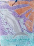 A Dolphin Morning