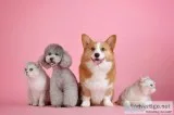 Home like Dog Boarding Service in Moore OKC U.S.A