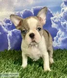 Tippy Male Frenchton