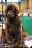 Professional Dog Groomers Near You  OKC USA
