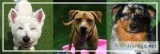 Doggie Day Care Service in OKC USA