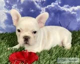 Tinker Female Frenchton