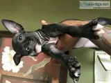 Puppies looking for home txt 2482782121