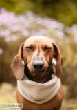 Long Term Pet Boarding place in OKC USA