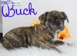 Buck