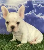 Klaus Male Frenchton