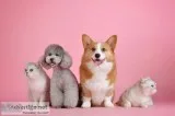 Book Now The Best Dog Sitter Service in OKC USA.