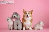 Dog Groomers Artists with years of experience at your Mobile Tip