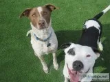 Mobile pet grooming in OKC USA.