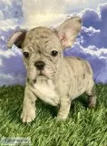 Timber Male Frenchton