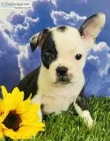 Nadia Female Frenchton
