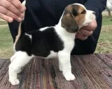 Outstanding Tricolor Beagles