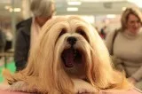 Find Best Dog Day Care center Service in OKC USA