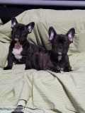 French bulldog pups ready for sale 600