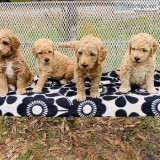 beautiful toy poodle for sale