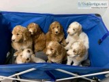 Health Tested Goldendoodle Puppies For Sale.