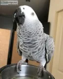 This Male African Grey is Available For Sale