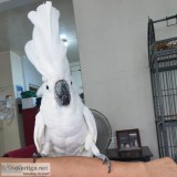 Cockatoo parrots for sale now