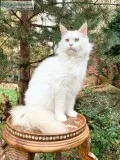 Purebred, all white maine coone