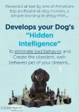Train Your Dog 