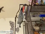 Congo african grey