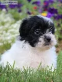 Daphne Female Shichon