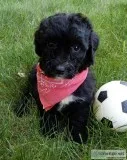 Daisy Female Mini Sheepadoodle