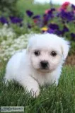 David Male Shichon