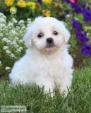 Daisy Female Shihchon