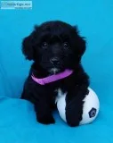 Dolly Female Mini Sheepadoodle
