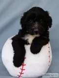 Diesel Male Mini Sheepadoodle