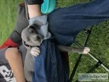 Great Dane Puppies