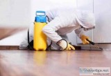 Pest control services in Brampton