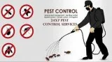 Pest Control Delhi   Pest Control Services