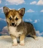 Eddie Male Corgi Mix