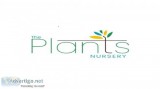 Plants